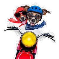 dogs on a motorbike